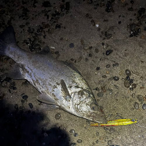 フッコ（ヒラスズキ）の釣果