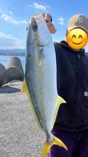 ヒラマサの釣果