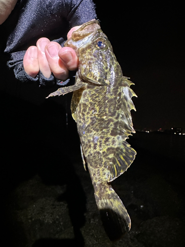 タケノコメバルの釣果