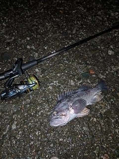 クロソイの釣果