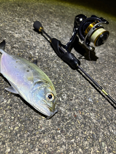 ロウニンアジの釣果