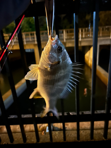 キビレの釣果