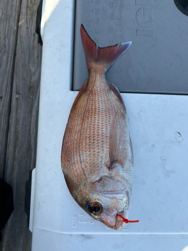 マダイの釣果