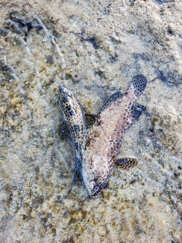 カンモンハタの釣果