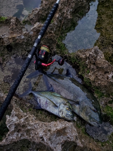 カスミアジの釣果