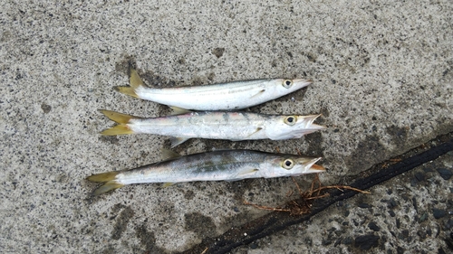 カマスの釣果