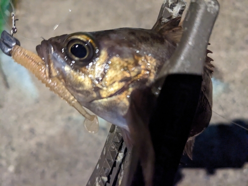 シロメバルの釣果