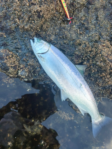 サクラマスの釣果