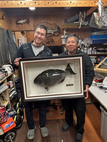 オナガグレの釣果