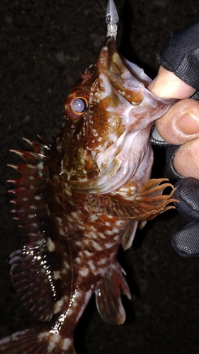 カサゴの釣果