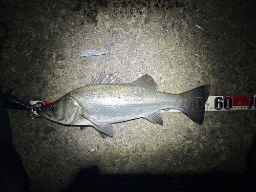 フッコ（マルスズキ）の釣果