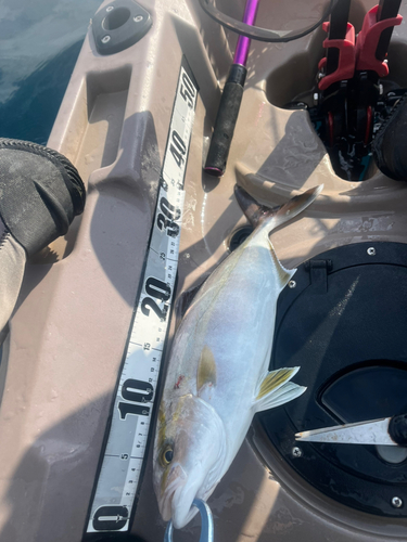 ショゴの釣果