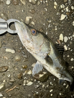 スズキの釣果