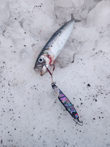 イワシの釣果