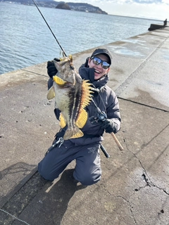 シマゾイの釣果