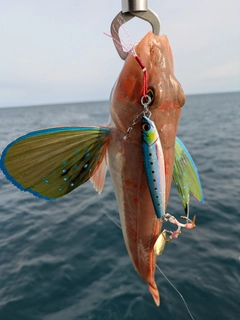 ホウボウの釣果