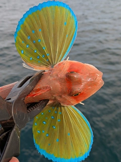 ホウボウの釣果