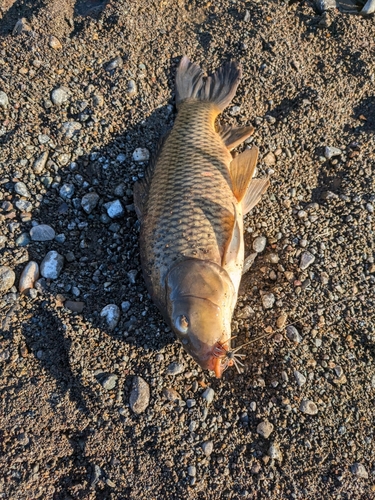 コイの釣果