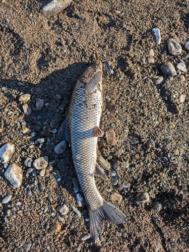 ニゴイの釣果