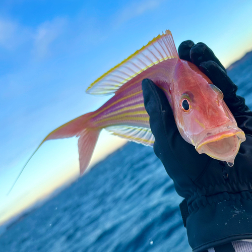 イトヨリダイの釣果