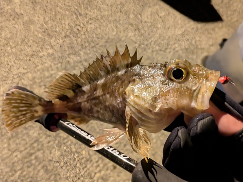 ガシラの釣果