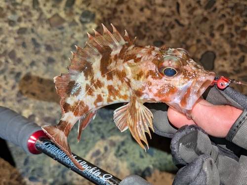 ガシラの釣果