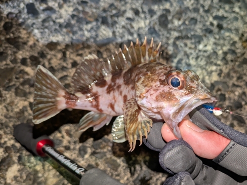 ガシラの釣果