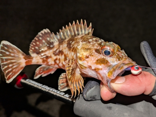 ガシラの釣果