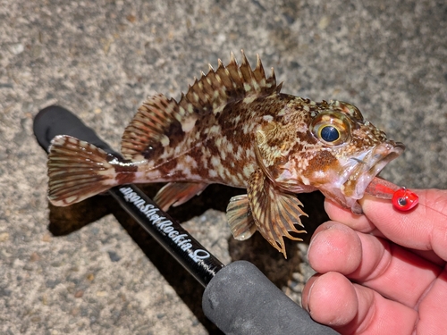 ガシラの釣果