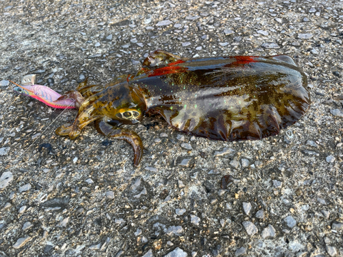 アオリイカの釣果