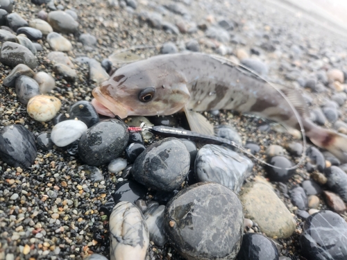 ホッケの釣果