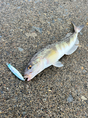 ホッケの釣果