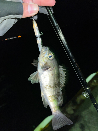 シロメバルの釣果