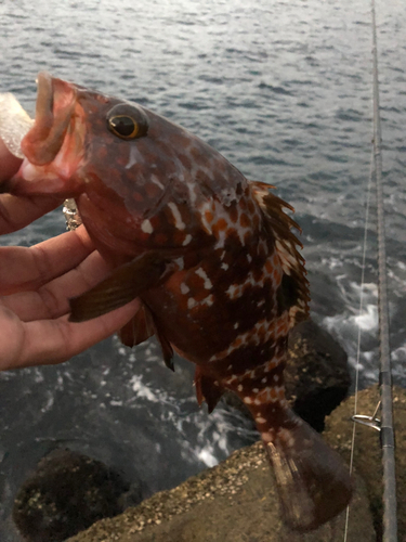 キジハタの釣果