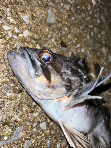 ソイの釣果