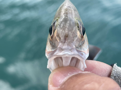 オキフエダイの釣果