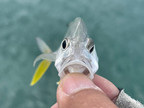 オニヒラアジの釣果