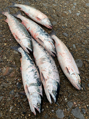 サクラマスの釣果