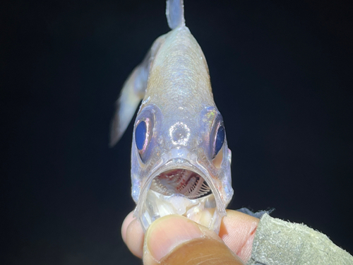 ミナミハタンポの釣果