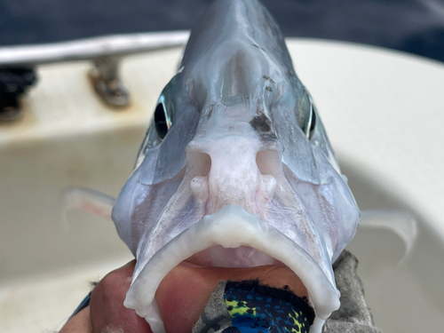 ナンヨウカイワリの釣果