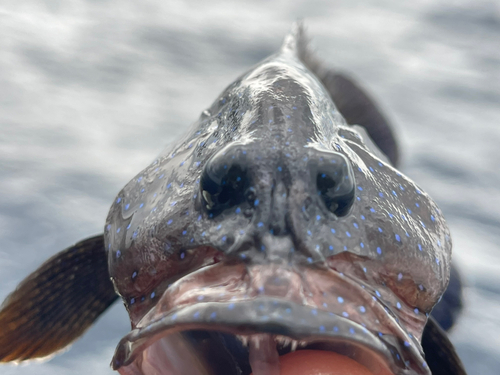 アオノメハタの釣果