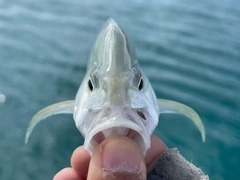 カスミアジの釣果