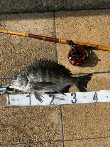 クロダイの釣果