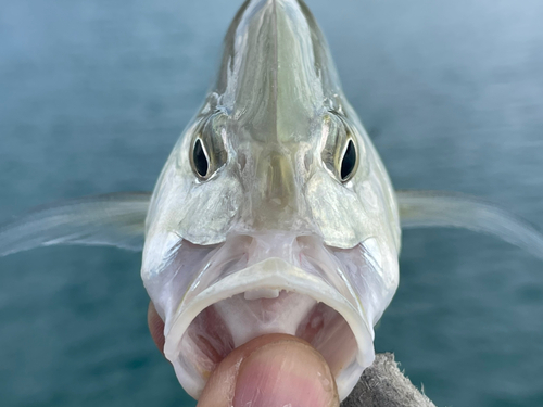 オニヒラアジの釣果