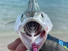 イケカツオの釣果