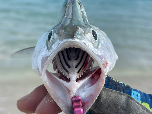 イケカツオの釣果