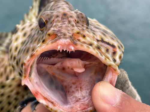 シロブチハタの釣果