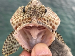 カンモンハタの釣果