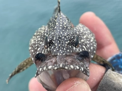 ナミハタの釣果