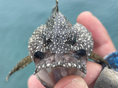 ナミハタの釣果